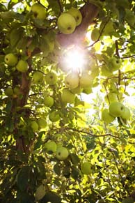 Apples in orchard