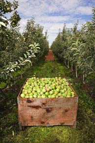 Apples in bins