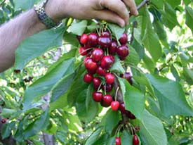 Picking Cherries