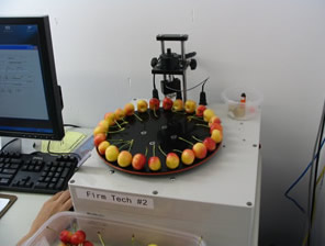 Rainier cherries being tested for firmness and size