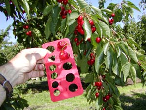 Sizing Cherries