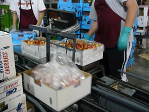 Rainiers being placed in boxes