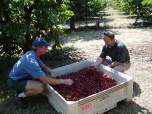 Cherries in bins