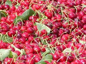 Cherries in bins