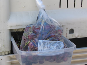 Samples of cherries from crop